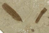 Multiple Fossil Leaf Plate - Green River Formation, Utah #334365-2